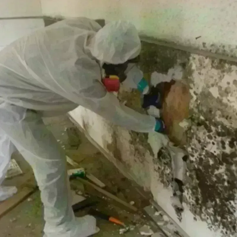 Mold Remediation and Removal in Wake County, NC